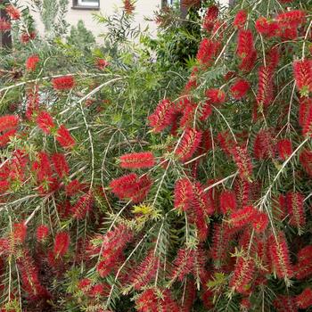 Callistemon viminalis 'CV01' 