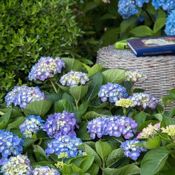 Hydrangea macrophylla 'HMUPSI' PP28974