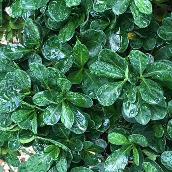 Gardenia jasminoides 'WAH-S' PP31088