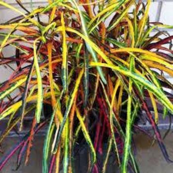 Codiaeum 'Zanzibar' 