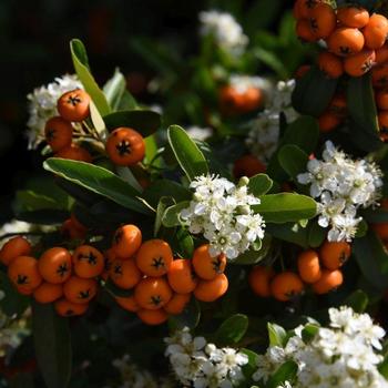 Pyracantha koidzumii 'Santa Cruz' 