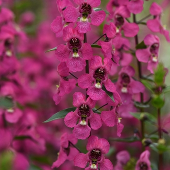 Angelonia angustifolia 'Rose' 