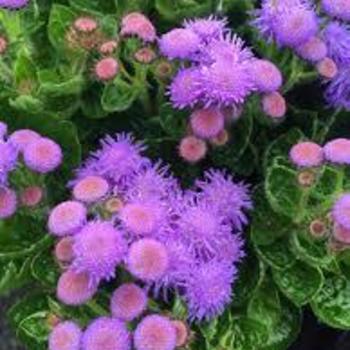 Ageratum houstonianum 'Bumble Blue' 