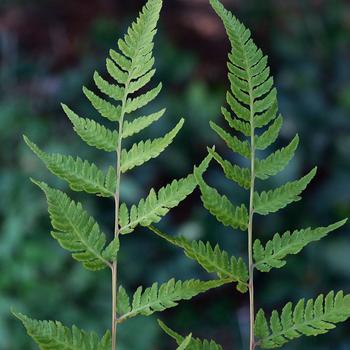 Athyrium 'Branford Rambler' 