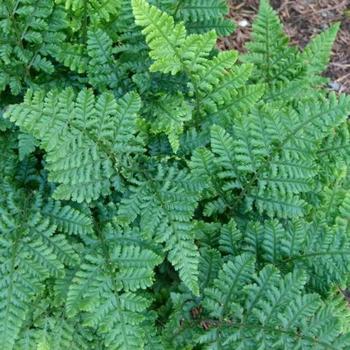 Dryopteris dilatata 'Jimmy Dyce' 