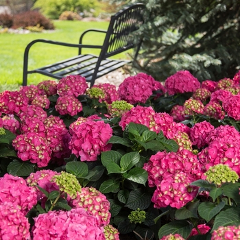 Hydrangea macrophylla 'BAILMACFIVE' PP 30,359, CPBR 6,561