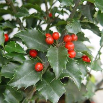 Ilex 'Centennial Dragon' PP25659