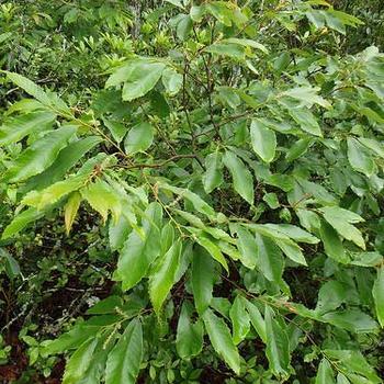 Castanea pumila