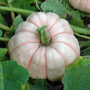 Cucurbita 'Porcelain Doll' 