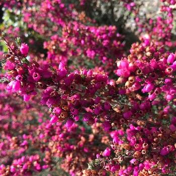Erica cinerea 'C.D. Eason' 