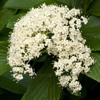 Viburnum recognitum