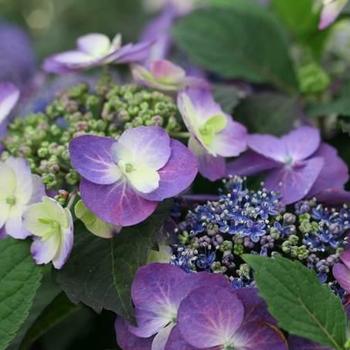 Hydrangea serrata 'MAK20' PP24820, Can 4527