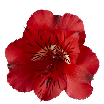 Alstroemeria Colorita® 'Kate®'