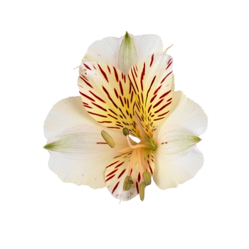 Alstroemeria Colorita® 'Fabiana®'