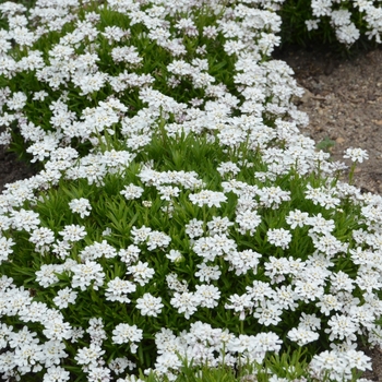 Iberis sempervirens 'Little Gem' 