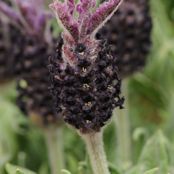 Lavandula stoechas 'Luxurious'