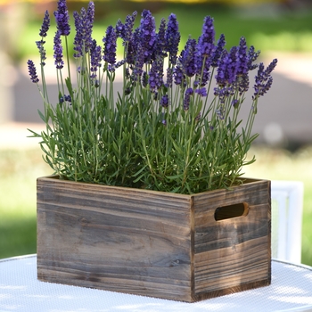 Lavandula angustifolia 'Blue Spear' 