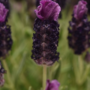 Lavandula stoechas Bandera 'Deep Purple'