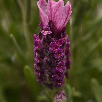 Lavandula stoechas Bandera 'Deep Rose'