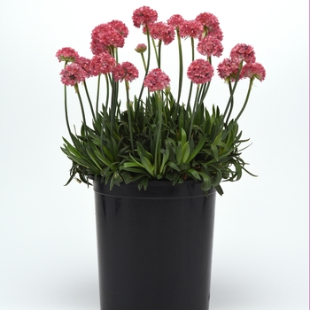 Armeria pseudarmeria Dreameria™ 'Dreamland'