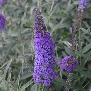 Buddleia davidii 'Blue Knight' 