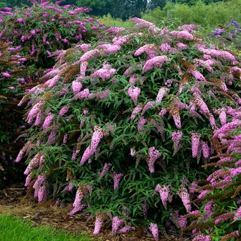 Buddleia davidii 'Pink Cascade' 