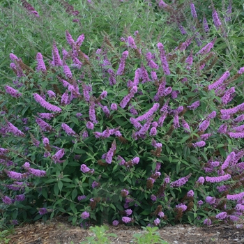 Buddleia davidii 'Lavender Cupcake' 