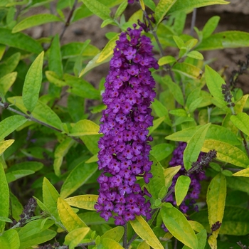 Buddleia davidii 'Little Nugget' 