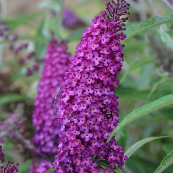 Buddleia davidii Humdinger® 'Magenta Munchkin'