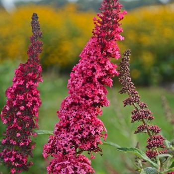 Buddleia davidii 'Prince Charming' 