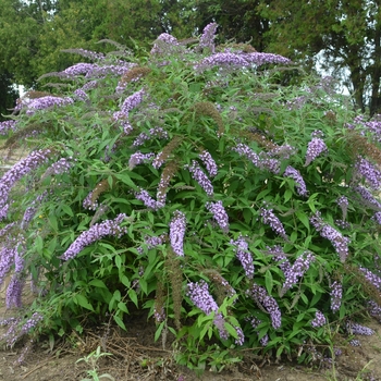 Buddleia 'Lavender Cascade' 