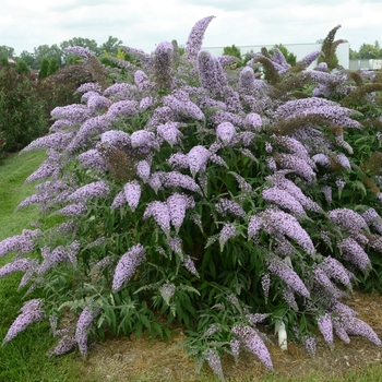 Buddleia 'Grand Cascade' PP30868