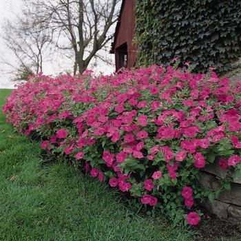 Petunia 'Hot Pink' 