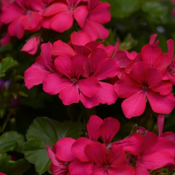 Pelargonium Marcada™ 'Magenta'