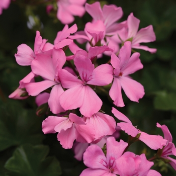 Pelargonium 'Pink' 