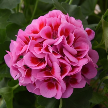 Pelargonium 'Pink Purple Eye' 