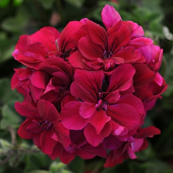 Pelargonium peltatum Focus™ 'Burgundy Improved'