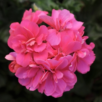 Pelargonium peltatum 'Hot Pink' 