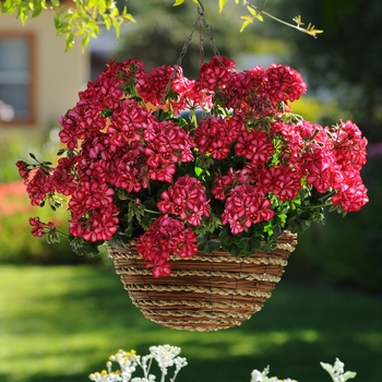 Pelargonium peltatum Focus™ 'Red Ice'