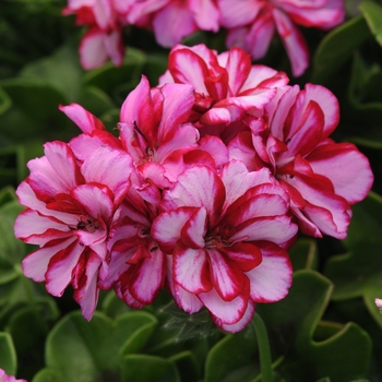 Pelargonium peltatum 'Burgundy Ice' 