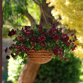 Pelargonium peltatum Precision™ 'Dark Burgundy'