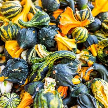 Cucurbita 'Autumn Wings' 