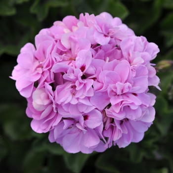 Pelargonium peltatum 'Lavender Blue' 