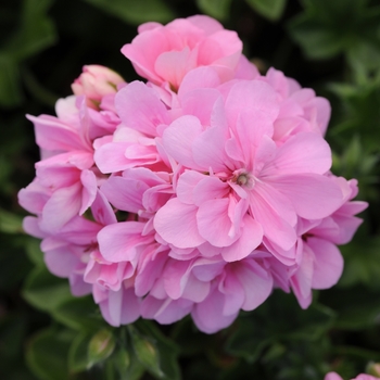 Pelargonium peltatum 'Pink' 