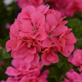 Pelargonium peltatum 'Pink Flamingo' 