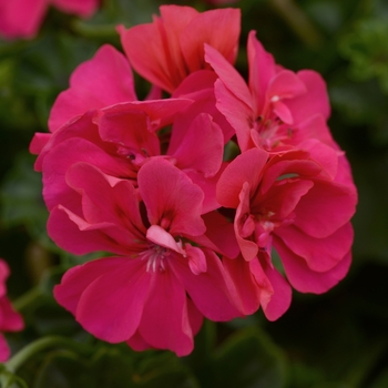 Pelargonium peltatum 'Rose' 