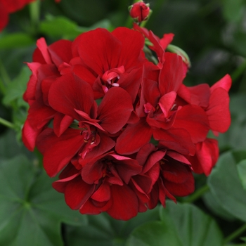 Pelargonium peltatum 'Ruby' 