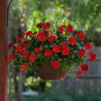 Pelargonium peltatum 'Scarlet Red' 