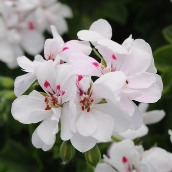 Pelargonium peltatum 'White Red Eye' 