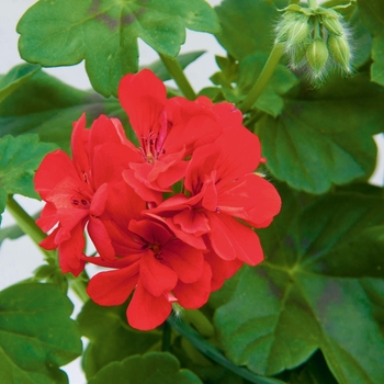 Pelargonium peltatum 'Brilliant Red' 